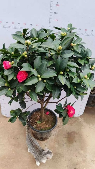 Камелия белая,красная. Kameliya