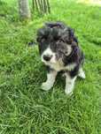 Donez 1 cațel spre adoptie
