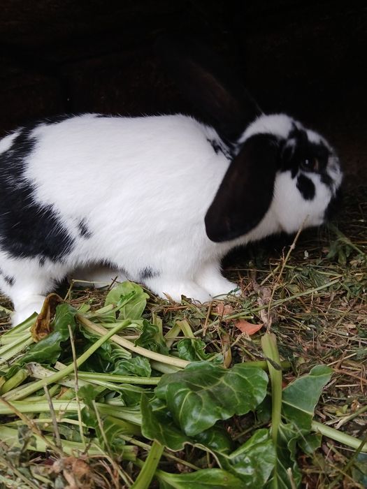Vand iepuri crescuti de casa 200ron bucata