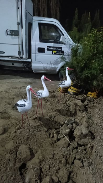 Арча ,мевали ва манзарали кучатлар.саженци ёлки и фруктовые