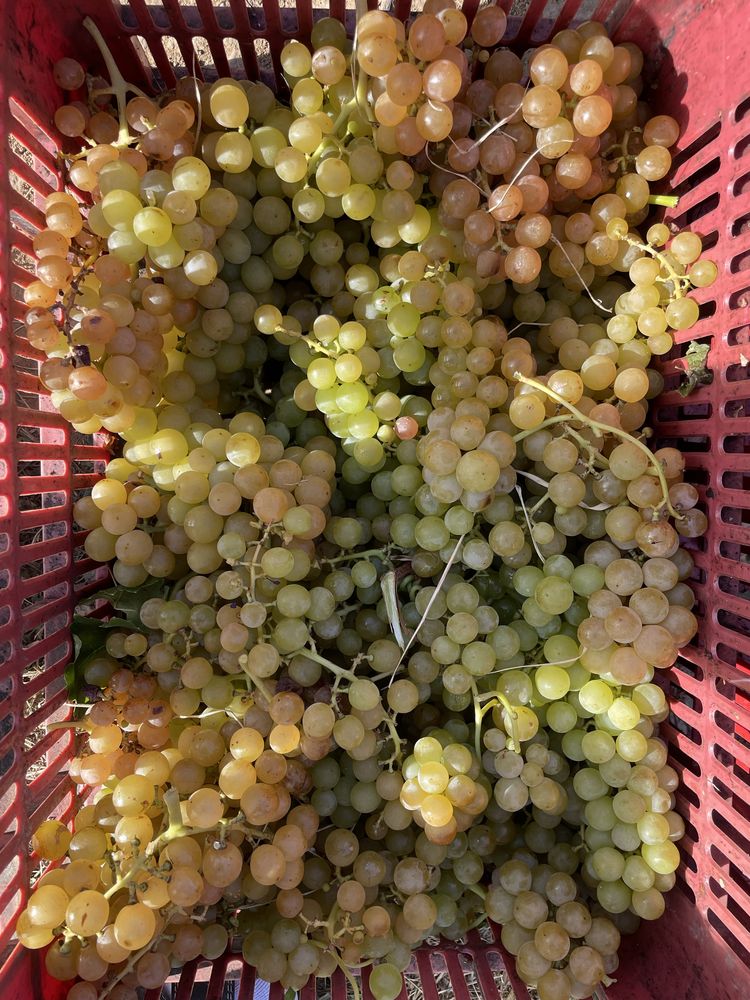 Struguri de vin diferite soiuri cu livrare la domicilu