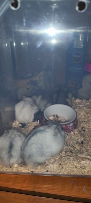 Donez hamsterii pitici