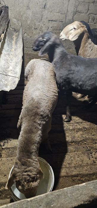 Кошкар сатылады семиз