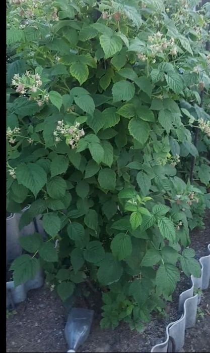 Продам корни малины