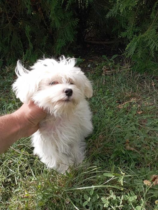 Малтийска болонка на 8 месеца