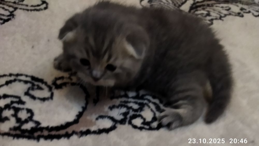 Готовяться к продаже котята