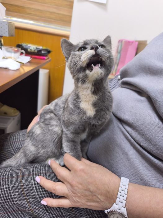 Пристраивается кошечка