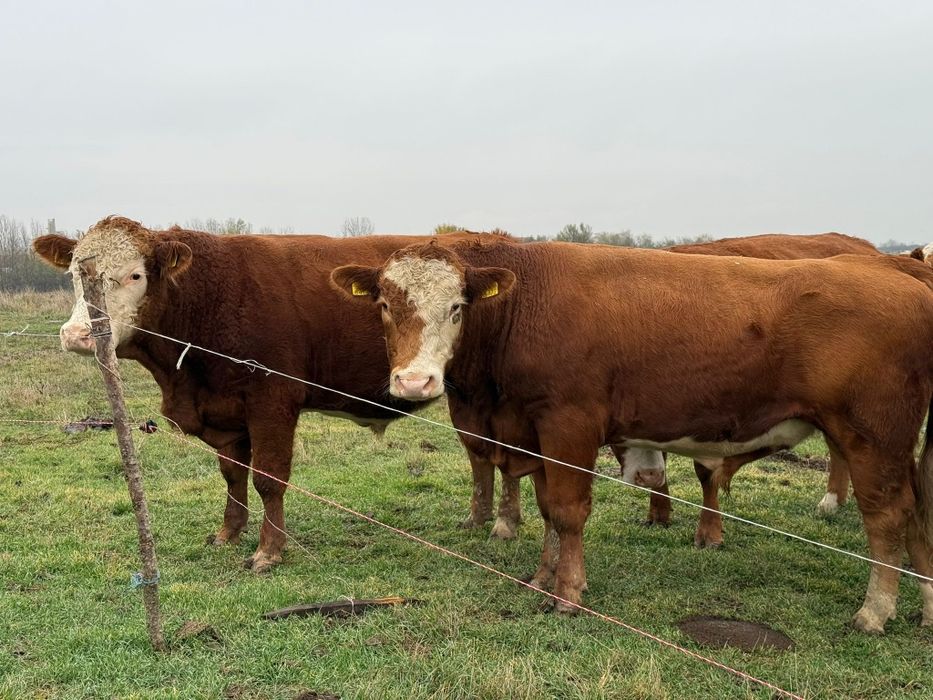 Viței de vânzarea forte frumosi