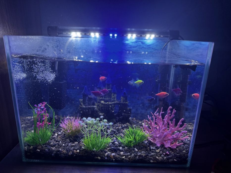 Аквариум на 20 литров с рыбками