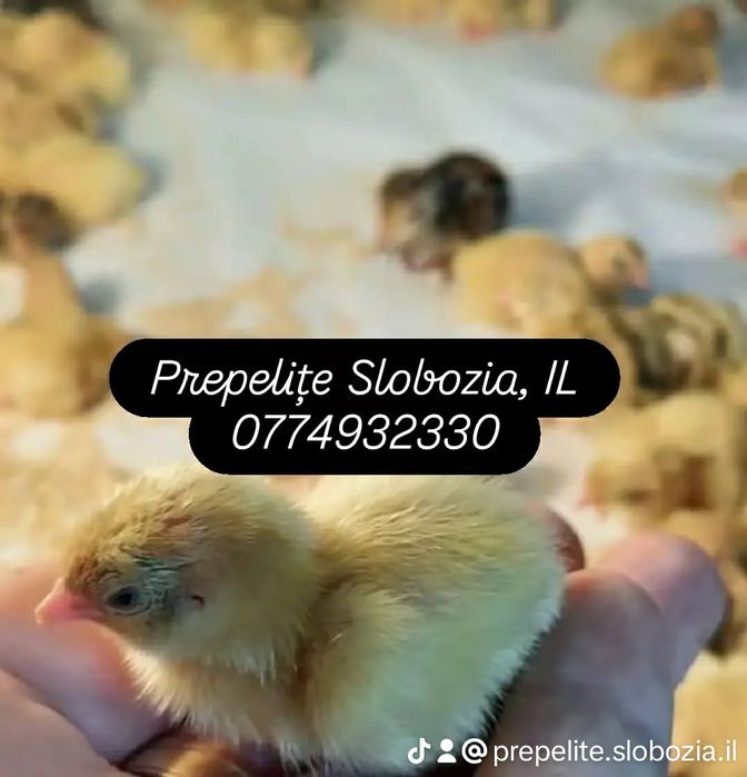 Vând ouă incubat POLARA GIGANT XXL, pui, tineret