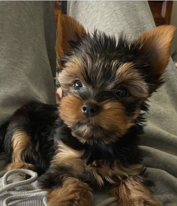 Yorkshire terrier talie mica