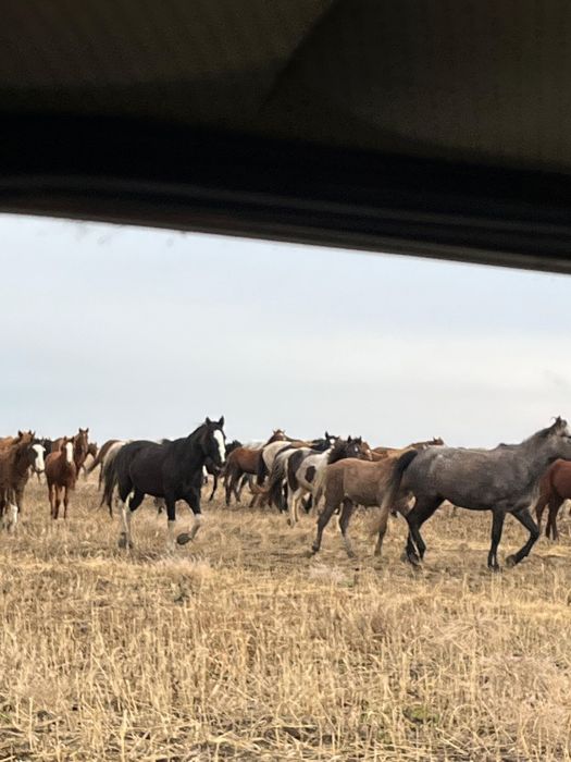 Продам жеребца..