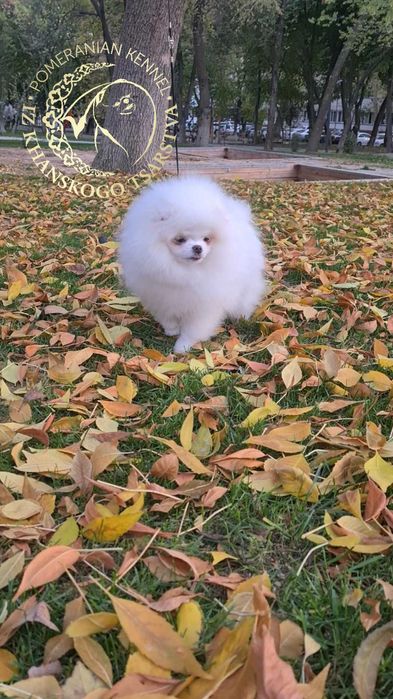 Померанский шпиц