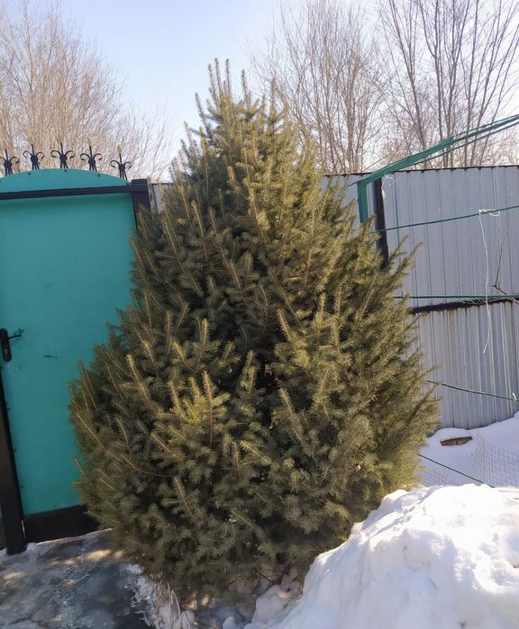 Продам саженец  ели