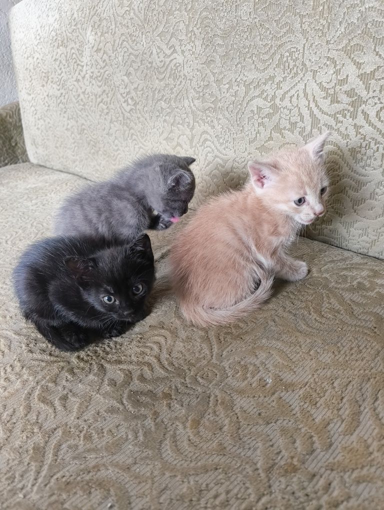 Подарявам котета