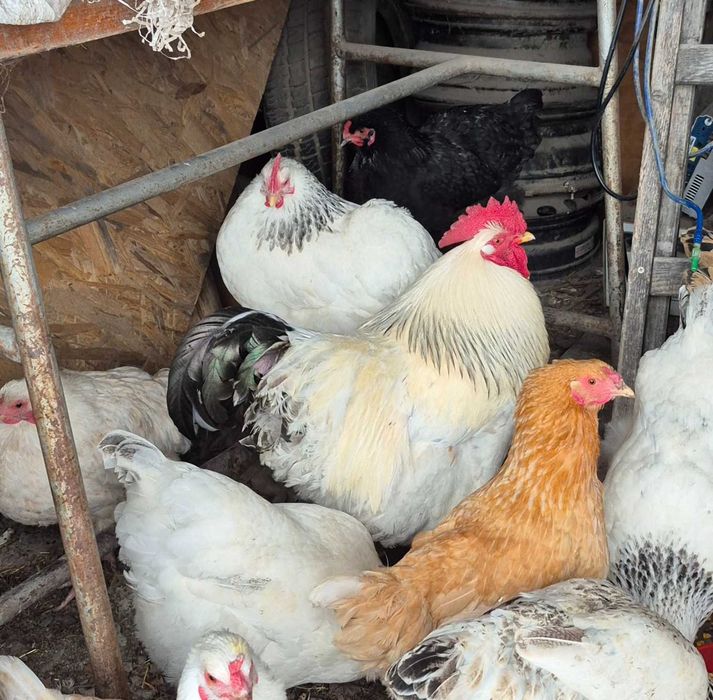 Vând doi cocosi mari bio