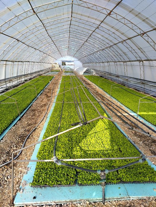 Разсад  салата (марули)