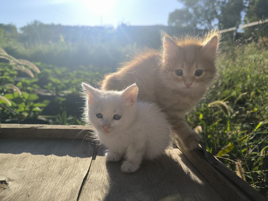 Котята Турецкая ангора