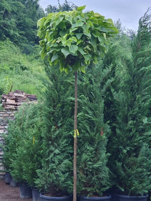 Catalpa globulara ( bungei )  copaci glob, de umbra, ornamentali