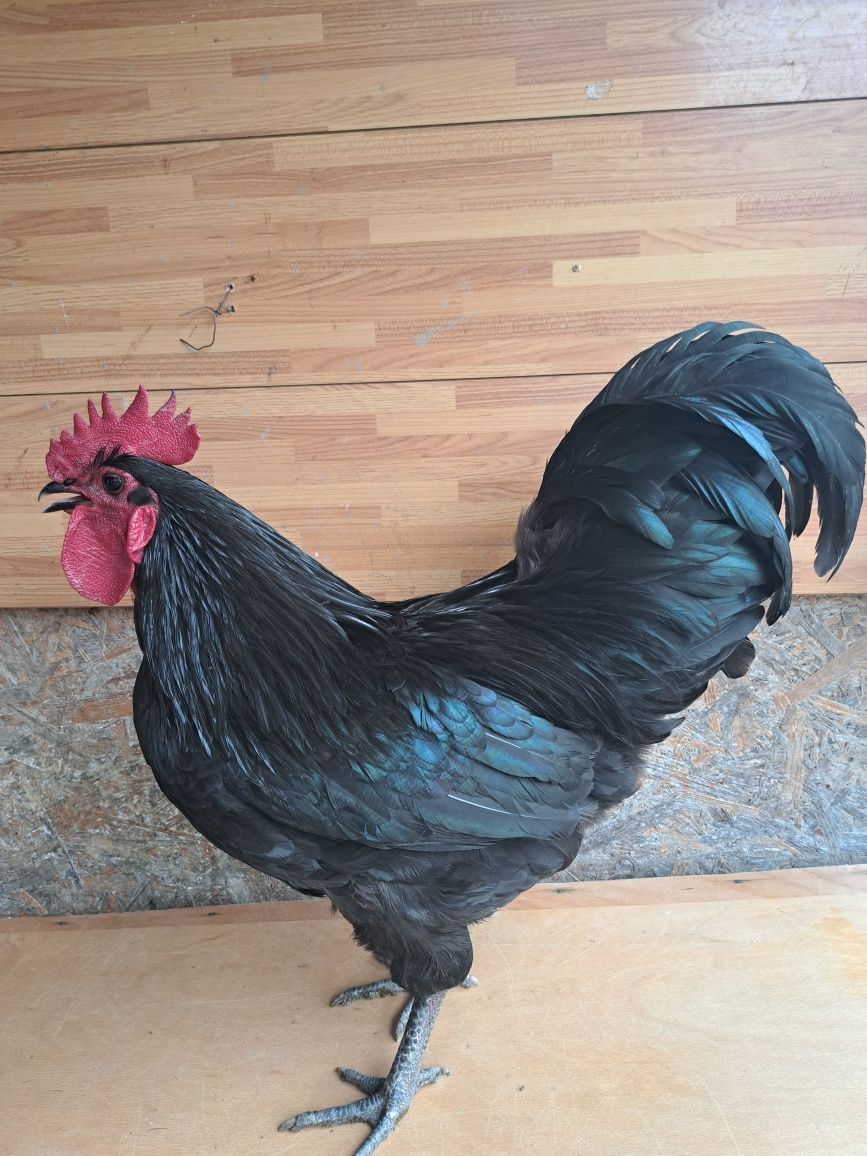 Familie australorp 4+1 2023