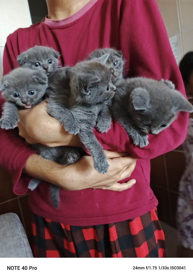 Фолд и Страйт котят