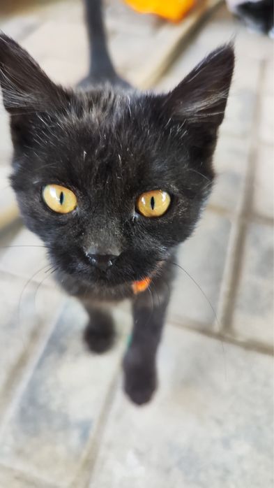Отдам котенка в добрые руки