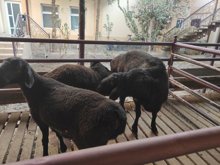 Qoʻchqor sogʻlom zottor