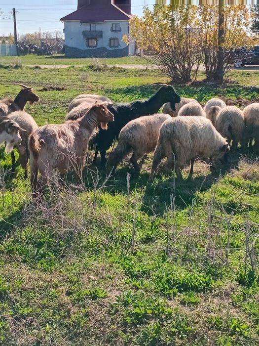 Vand 24 de oi si 10 capre