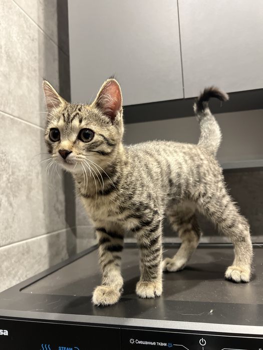 Милый котенок ищет своего хозяина