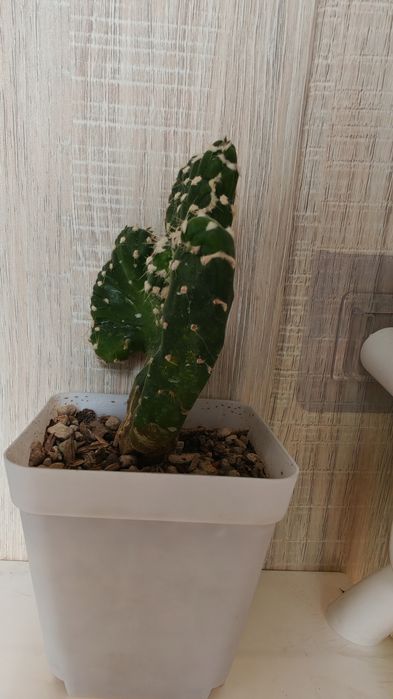 Кактусы и суккуленты