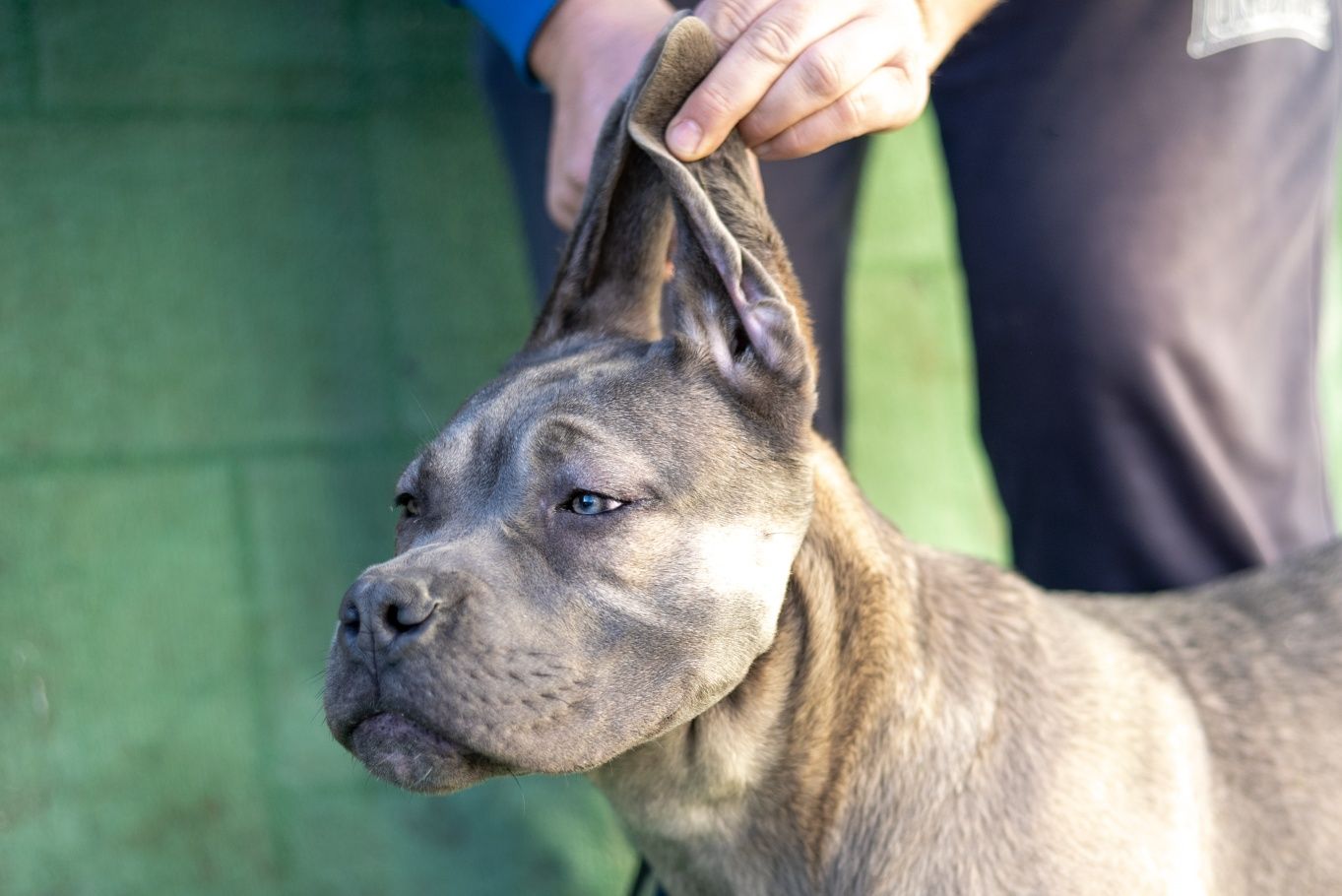 Femela Cane Corso Italiano