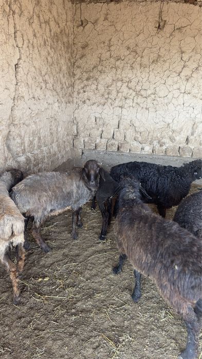 Козылар сатылады