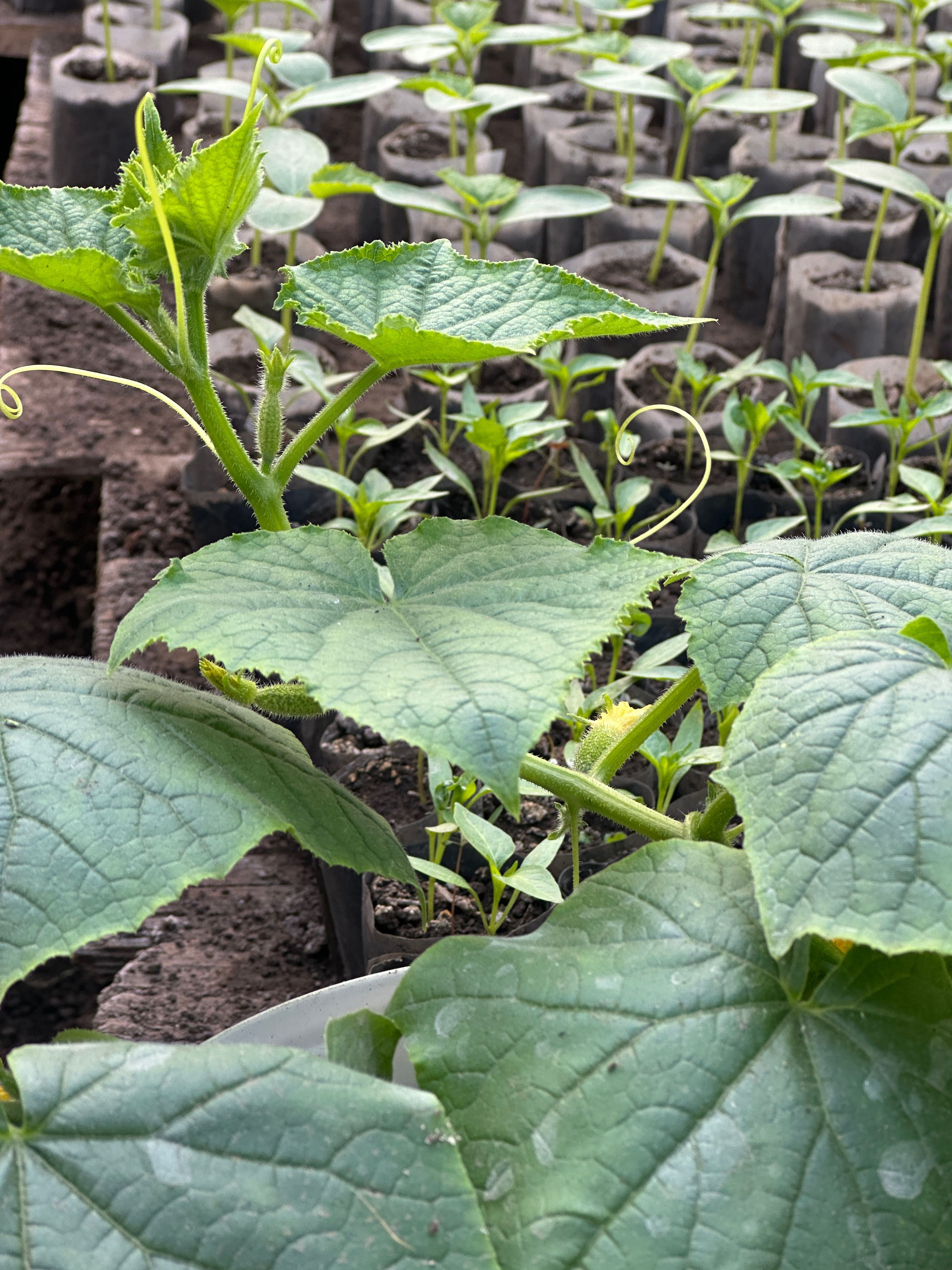 Răsaduri legume timpurii.