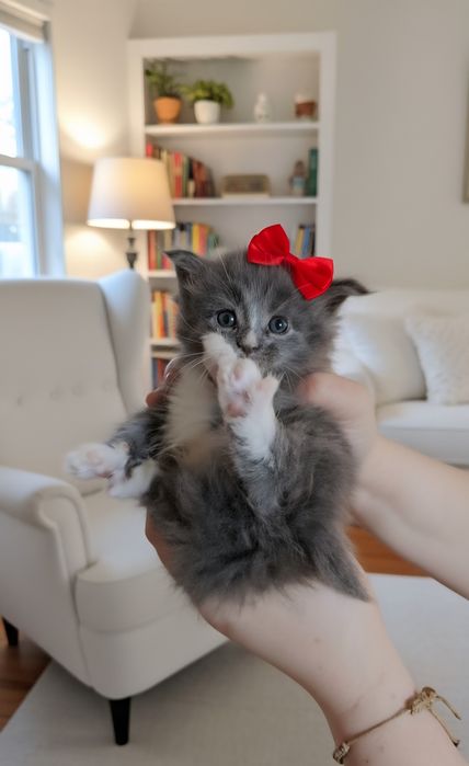 Maine coon felisa autorizata