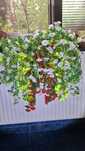Flori/Plante artificiale decorative,pentru interior/exterior.