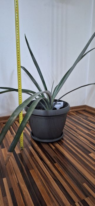 Oferta 6 plante de apartament