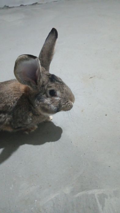 Vând mascul de rasă