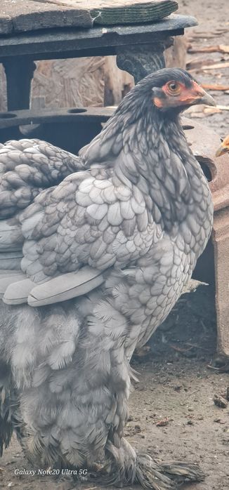 Brahma albastru,splash si alb