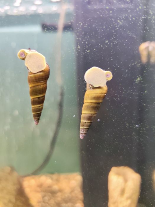 Melc acvariu Tylomelania