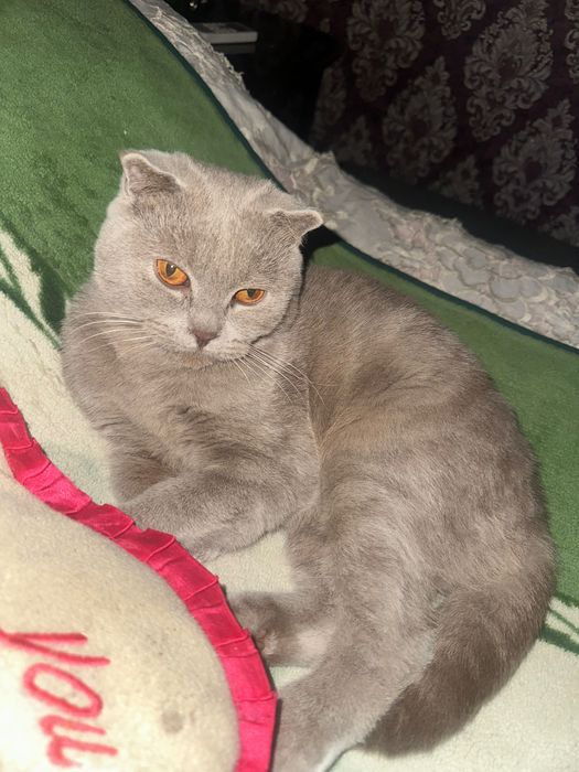 Серый британская кошка