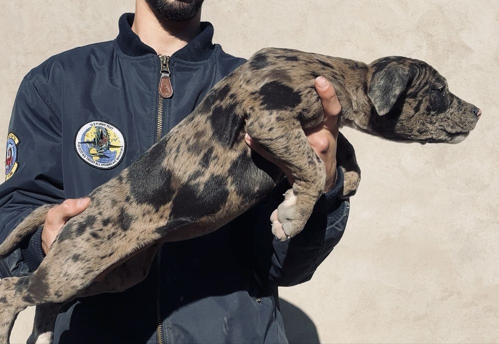 Щенки пит бультерьера xxl типа