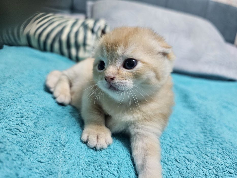 Scottish fold, Scottish straight