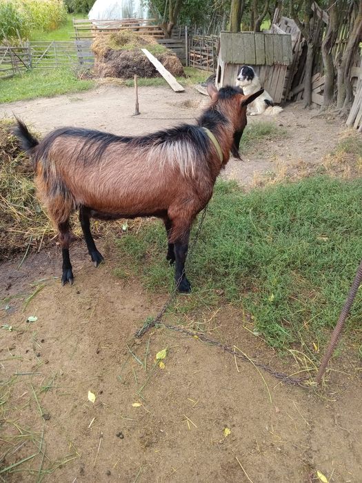 Vând           Țap