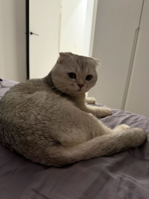 Вязка серибристая шиншилла