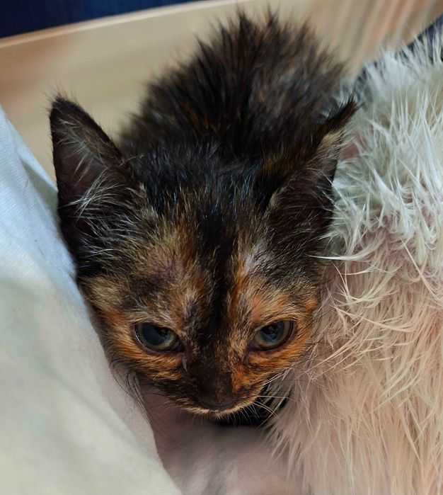 Adoptie pui de pisica Minunea