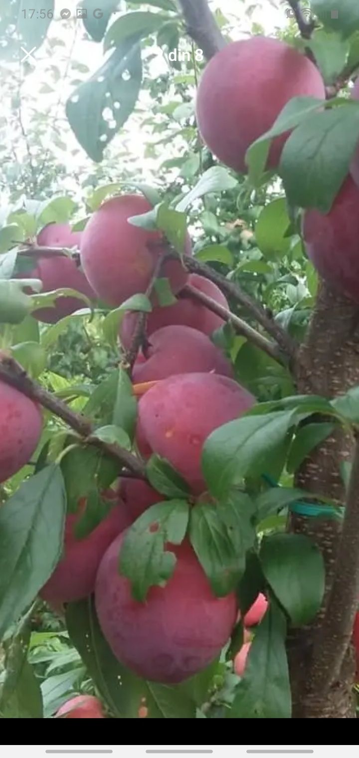 Vând pomii fructiferi altoiti