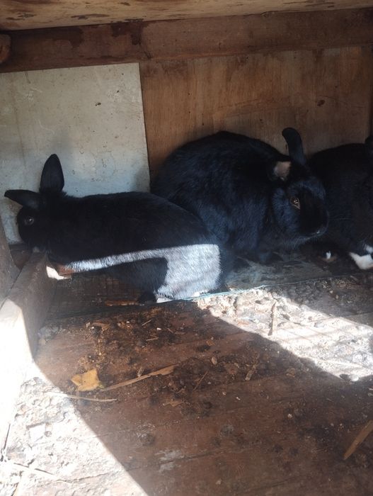 Quyonlar sotiladi urgʻochi tayyor 150 ming dan semiz chiroyli