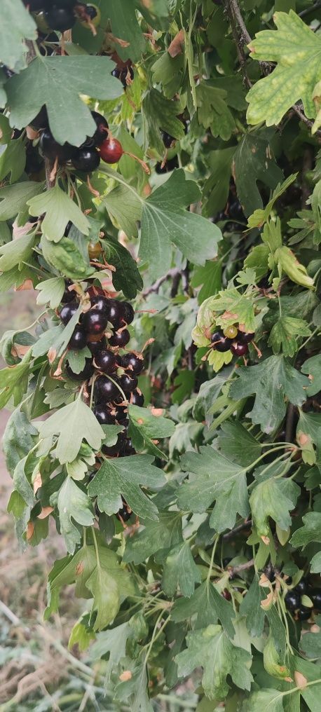 Продам смородину обычную не запашистую