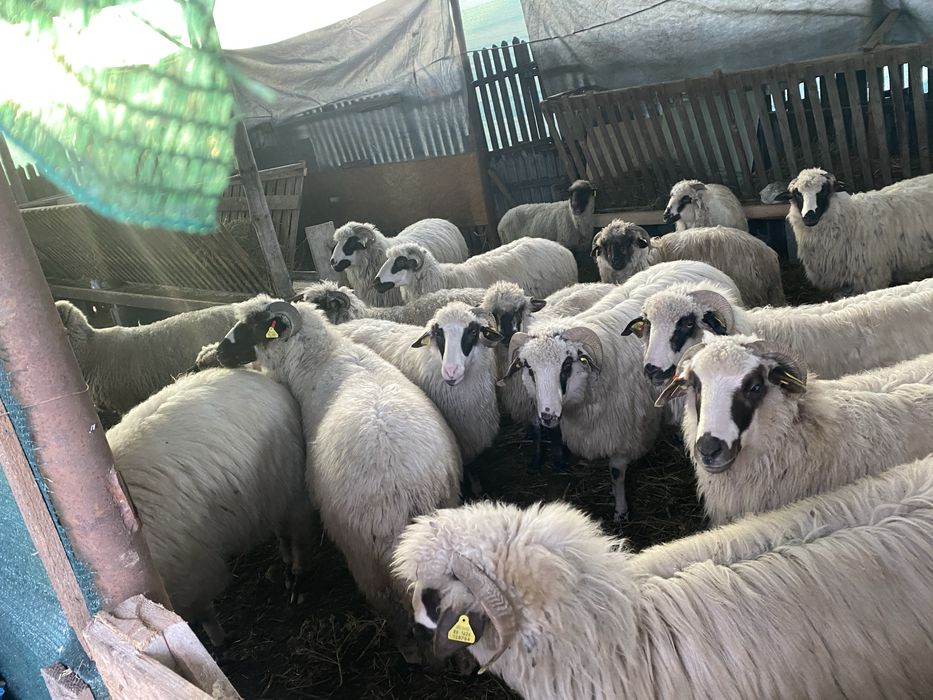 Oi turcane oachese si breze gestante