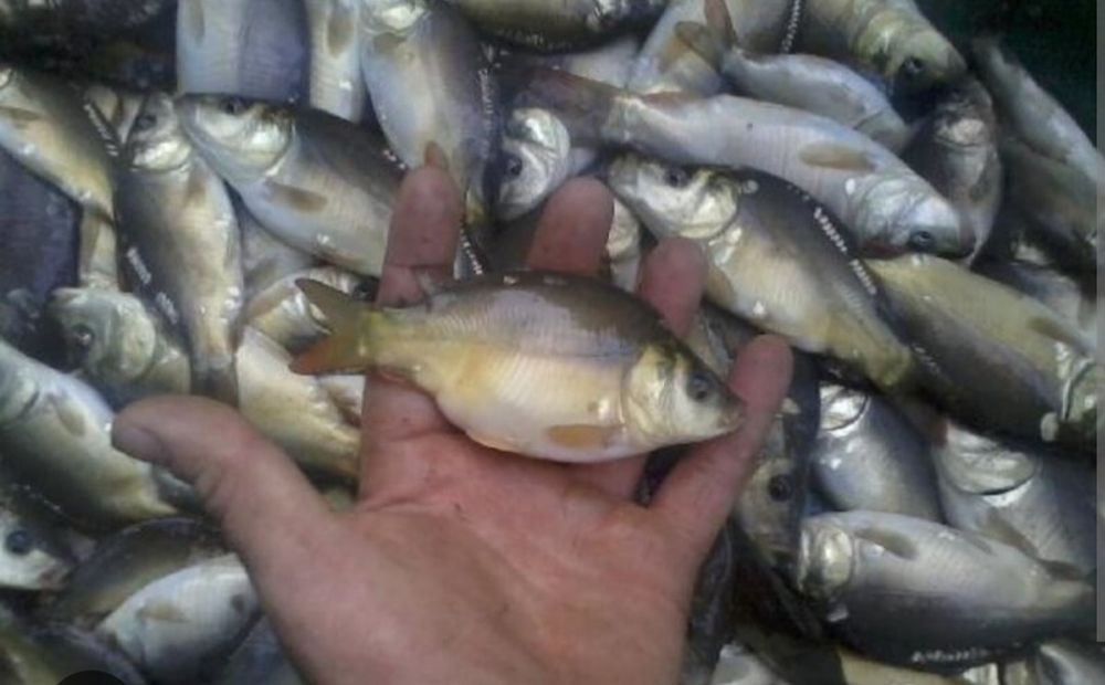 Puiet peste:crap oglinda,crap comun,cteno amur,fitofag,novac,LIN vara